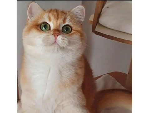 British shorthair golden full secereli ny12 baba cy12