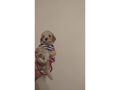 Son 2 maltipoo ev ortamı orjinal