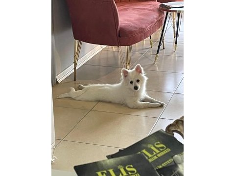 Dişi 1 yaşında sahiplendirilecek pomeranian