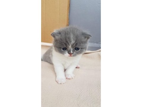 Muhteşem güzellikte scottish fold yavrularımız