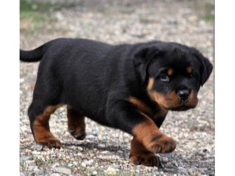 Macar rottweiler 2 aylık