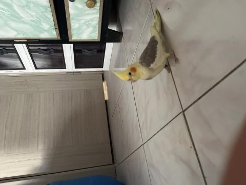 Melek gibi sultan papağanı