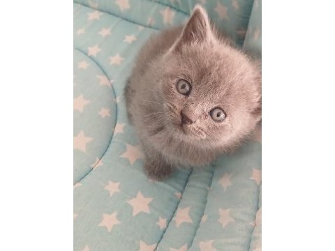 33 günlük british shorthair yavrularımız