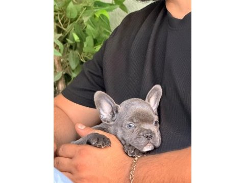 Mavi gözlü blue french bulldog bebekler
