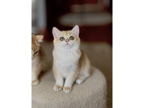 Safkan british shorthair golden dişi erkek
