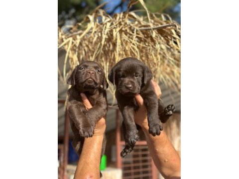 Labrador redriever sevimli yavrular ruhsatlı çiftlik 