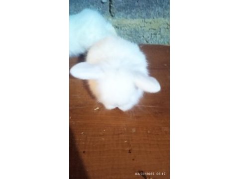 Teddy lop tavşanı yavrular