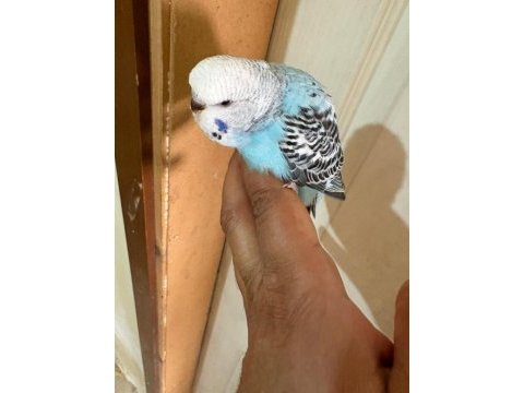 30 günlük kusursuz 3 jumbo erkek bebek muhabbet