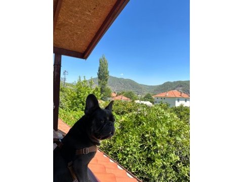 French buldog