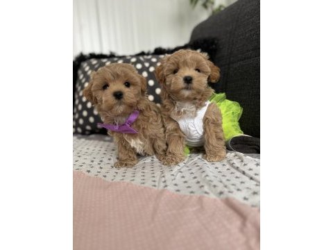 Teacup maltipoo tuvalet eğitimli