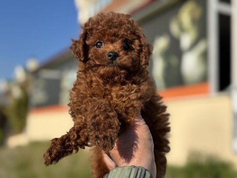 Petmode köpek çiftliğinden kore toy poodle