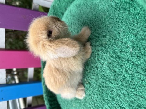 Renk renk hollanda ve teddy lop tavşan bebekler