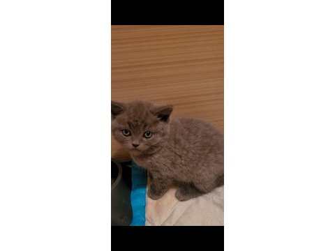 Top kafa ayıcık surat british shorthair