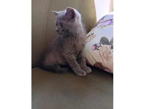 İki aylık erkek british shorthair