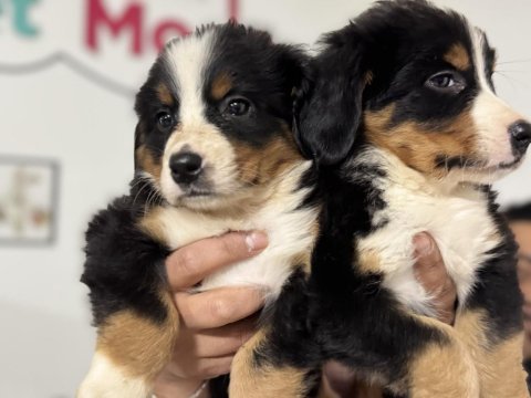 Petmode köpek çiftliğinden bernese yavrularımız
