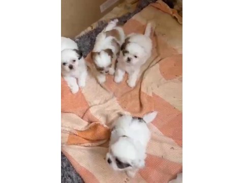 3 disi 1 erkek a kalite shihtzu