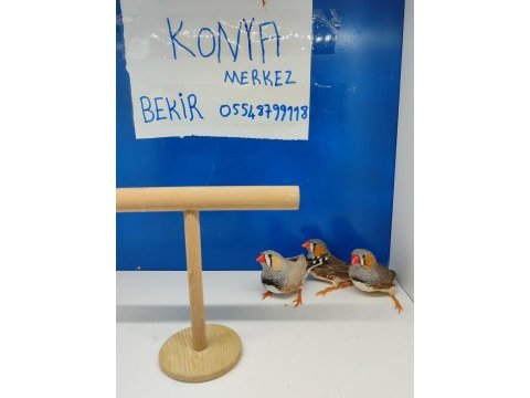 Hint bülbülü konya