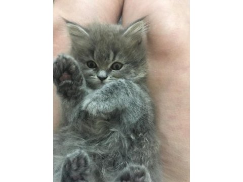 Pamuk british longhair kızım