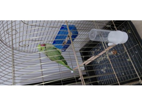 Pakistan papağanı