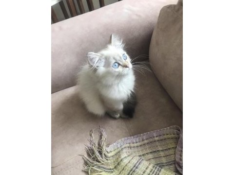 British longhair yavrularımız