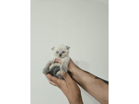 Blue point kırık kulak yavru scottish fold