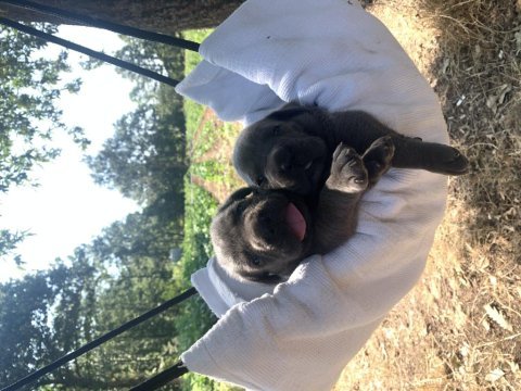 A kalite safkan italiano blue cane corso