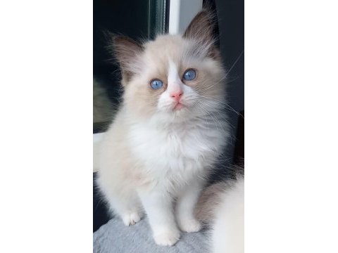 Safkan ragdoll son yavru kedimiz