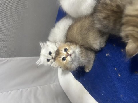 Şecereli golden dişi yavru british longhair