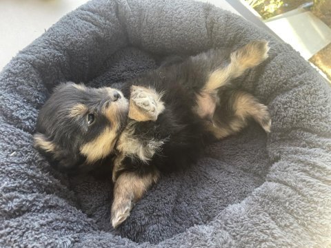 Veteriner hekimden 45 günlük pomeranian boo