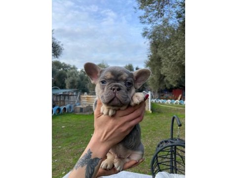 Muhteşem french bulldog yavrularımız