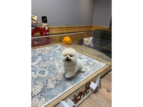 Orjinal ırk ve sağlık garantili köpeklerimiz