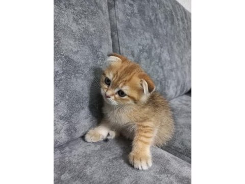 Oyuncu scottish fold karamel için yuva arıyoruz