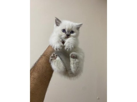 Teslime hazır british longhair pamuk yumağı minnoş