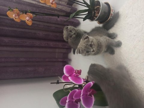 Orjinal scottish fold yavru isteyenler son kalan yavrular