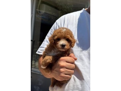Sağlık ve ırk garantili maltipoo