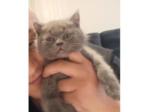 British shorthair 3 aylık
