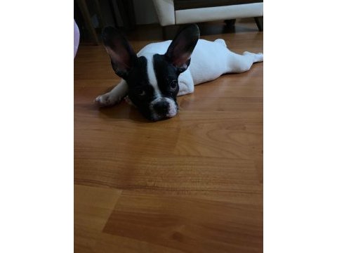 Fransız bulldog köpeği