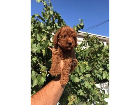 Toy poodle kore kan