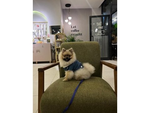 Pomeranian boo 9 aylık