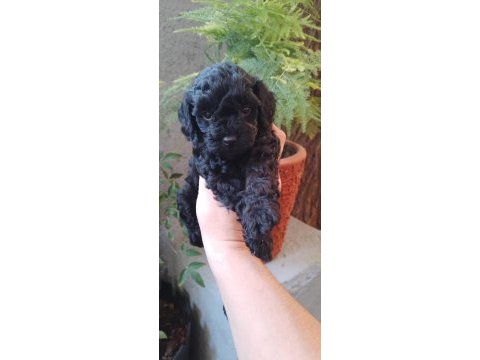 Siyah toy poodle bebeklerimiz