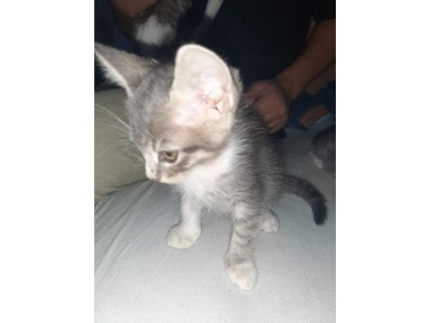 2 erkek 1 kız tekir kedi