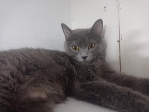 Dişi ve erkek british shorthair