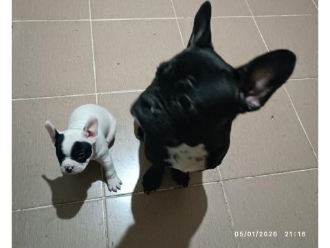 Erkek french bulldog bebekler sahiplerini bekliyor 1.5 aylık