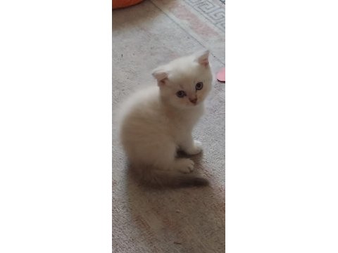Mavi gözlü scottish fold yavrularımız