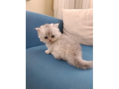 Silver british longhair şekerler