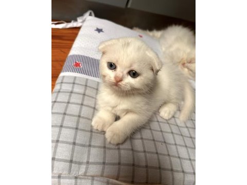 Scottish fold longhair