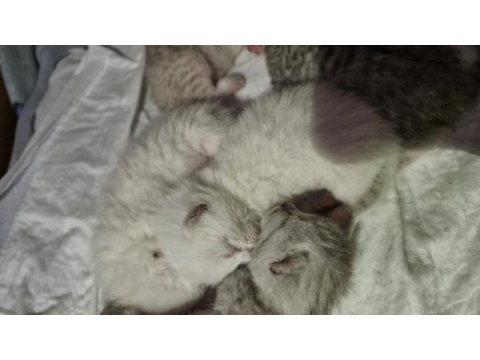 British shorthair yavrular