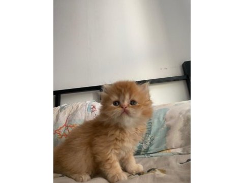 Güzeller güzeli gold british longhair yavru
