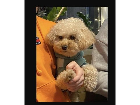 Yetişkin toy poodle dişi