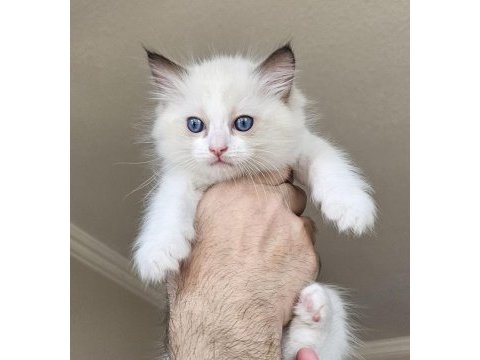 Şecereli anne ve babadan bicolor ragdoll yavrularımız